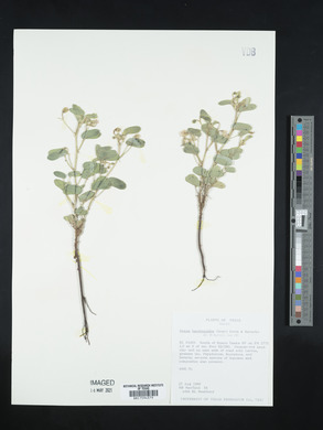 Senna bauhinioides image