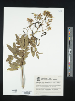 Senna cernua image