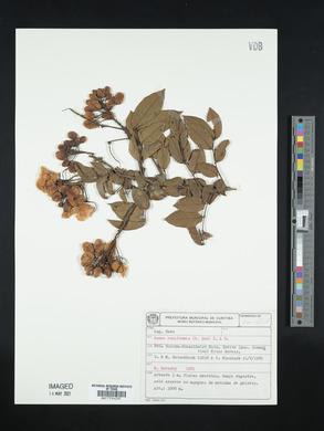 Senna reniformis image