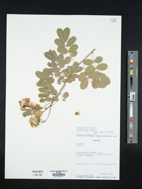 Senna pendula image