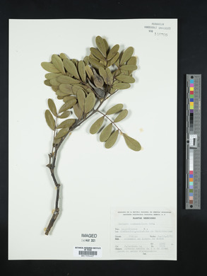 Dermatophyllum secundiflorum image