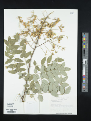Sophora japonica image