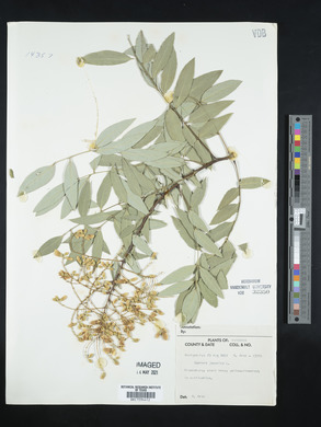 Sophora japonica image