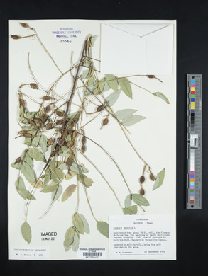 Sophora japonica image