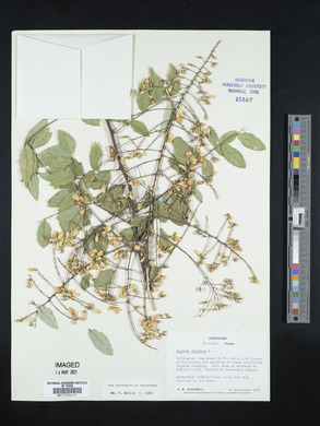Sophora japonica image