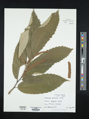 Castanea mollissima image