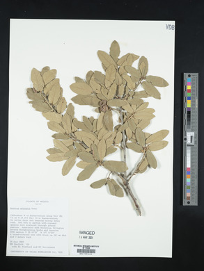 Quercus arizonica image