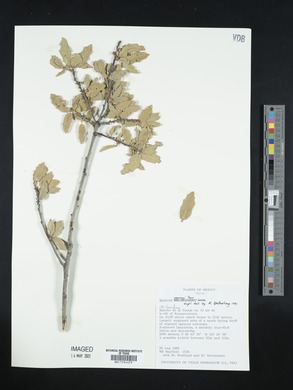 Quercus emoryi image
