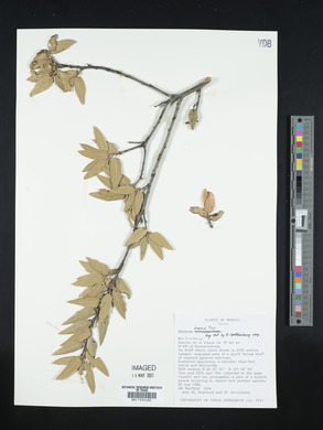 Quercus emoryi image