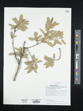 Quercus emoryi image