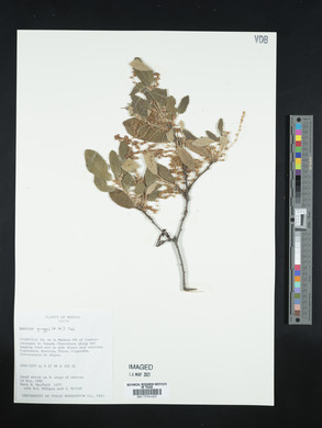 Quercus greggii image
