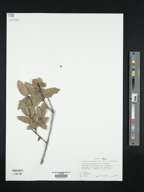 Quercus microphylla image
