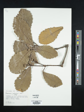 Quercus peduncularis image