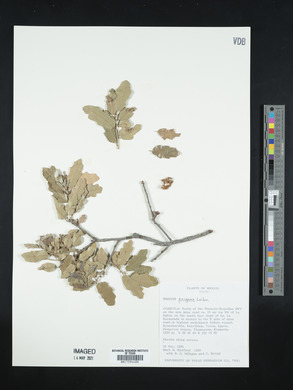 Quercus pungens image