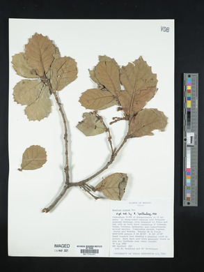 Quercus rugosa image