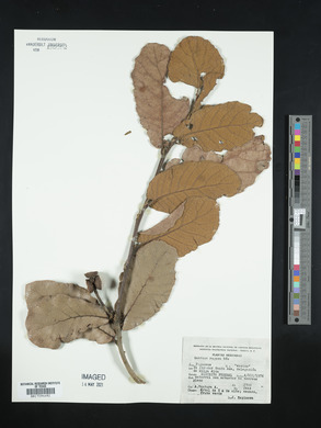 Quercus rugosa image