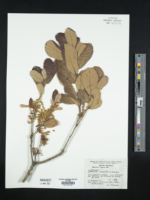 Quercus rugosa image