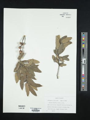 Quercus mexicana image