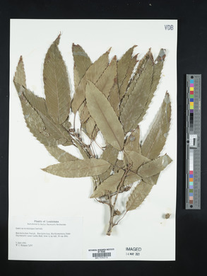 Quercus acutissima image