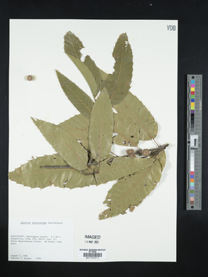 Quercus acutissima image