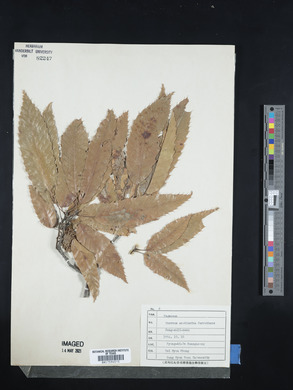 Quercus acutissima image