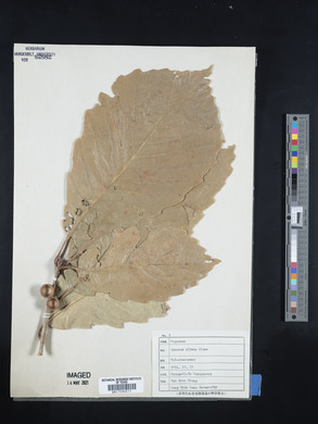 Quercus aliena image