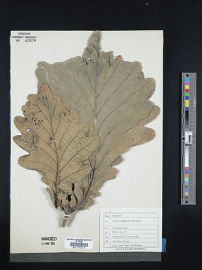 Quercus dentata image