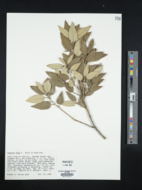 Quercus ilex image