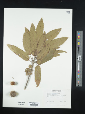 Quercus variabilis image
