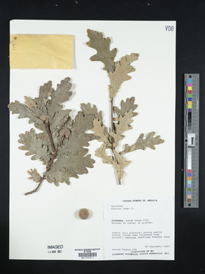 Quercus robur image