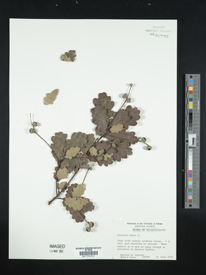 Quercus robur image