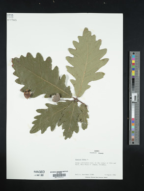 Quercus robur image