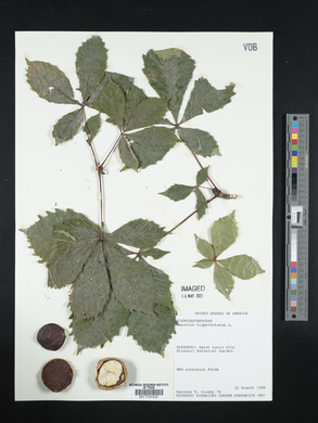 Aesculus hippocastanum image