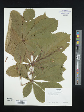 Aesculus hippocastanum image
