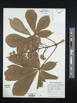 Aesculus hippocastanum image