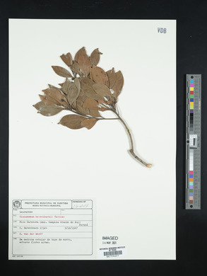 Cinnamomum hatschbachii image