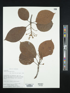 Persea americana image