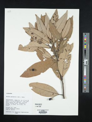 Persea palustris image