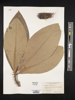 Magnolia tripetala image