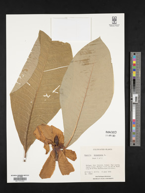Magnolia tripetala image