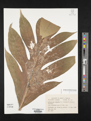 Artocarpus altilis image