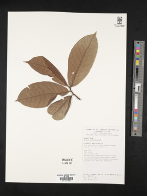 Brosimum acutifolium image