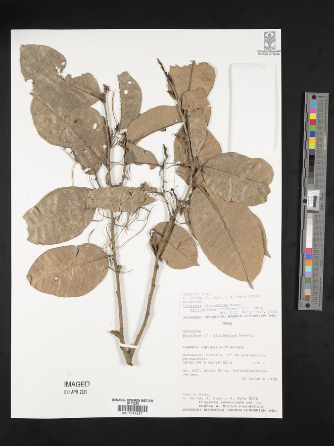 Brosimum alicastrum subsp. bolivarense image