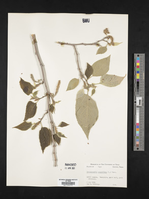 Broussonetia papyrifera image