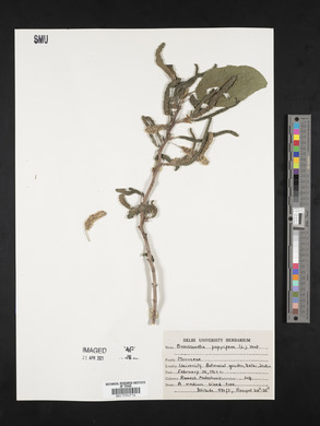 Broussonetia papyrifera image