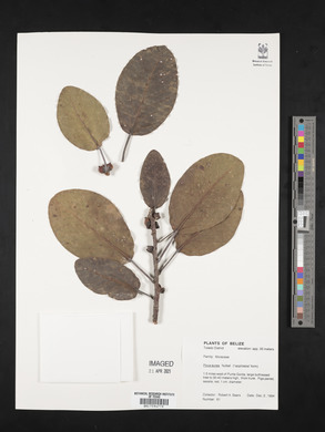 Ficus aurea image