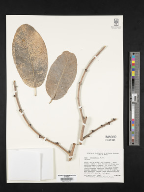 Ficus cotinifolia image