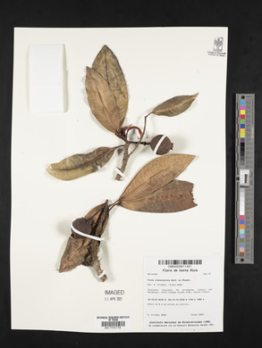 Ficus crassiuscula image