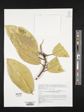 Ficus crassiuscula image