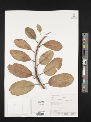 Ficus insipida image